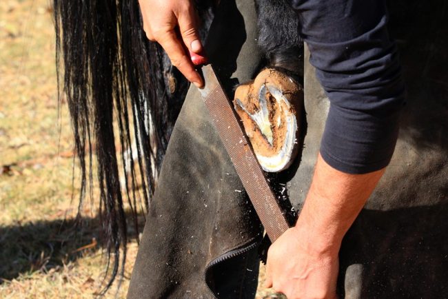 10 Effective Tips To Shoe A Horse
